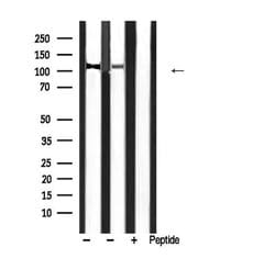 Invitrogen Phospho-MYPT1 (Thr853) Polyclonal Antibody 100 &mu;L; Unconjugated:Antibodies,