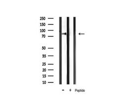 Invitrogen IKK alpha/beta Polyclonal Antibody 100 &mu;L; Unconjugated:Antibodies,