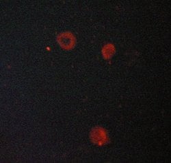 Invitrogen ATP1A1 Polyclonal Antibody 100 &mu;L; Unconjugated:Antibodies,