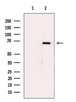Invitrogen AMPK alpha Polyclonal Antibody 100 &mu;L | Buy Online | Invitrogen&trade; | Fisher Scientific