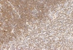 Invitrogen AMPK alpha Polyclonal Antibody 100 &mu;L | Buy Online | Invitrogen&trade; | Fisher Scientific