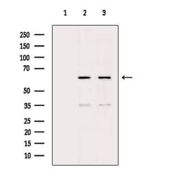Invitrogen AMPK alpha Polyclonal Antibody 100 &mu;L | Buy Online | Invitrogen&trade; | Fisher Scientific