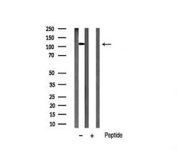 Invitrogen HDAC5 Polyclonal Antibody 100 &mu;L; Unconjugated:Antibodies,