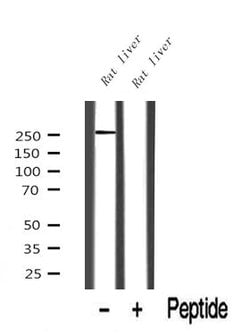 Invitrogen ARHGAP31 Polyclonal Antibody 100 &mu;L; Unconjugated:Antibodies,