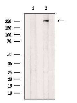 Invitrogen ARHGAP31 Polyclonal Antibody 100 &mu;L; Unconjugated:Antibodies,