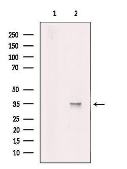 Invitrogen PRPS1 Polyclonal Antibody 100 &mu;L; Unconjugated:Antibodies,