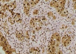 Invitrogen Phospho-SKP1 (Thr131) Polyclonal Antibody 100 μL; Unconjugated:Antibodies,