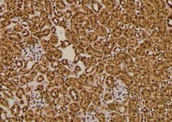 Invitrogen Phospho-SKP1 (Thr131) Polyclonal Antibody 100 μL; Unconjugated:Antibodies,