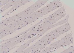 Invitrogen Phospho-N-WASP (Tyr256) Polyclonal Antibody 100 &mu;L; Unconjugated:Antibodies,