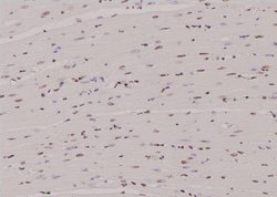 Invitrogen Phospho-N-WASP (Tyr256) Polyclonal Antibody 100 &mu;L; Unconjugated:Antibodies,