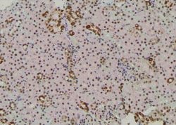 Invitrogen Phospho-CDK20 (Thr161) Polyclonal Antibody 100 &mu;L; Unconjugated:Antibodies,