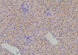 Invitrogen Phospho-SKI (Ser383) Polyclonal Antibody 100 &mu;L; Unconjugated:Antibodies,