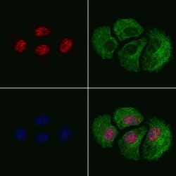 Invitrogen Phospho-Cullin 4A (Ser40) Polyclonal Antibody 100 &mu;L; Unconjugated:Antibodies,