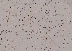 Invitrogen Phospho-Cullin 4A (Ser40) Polyclonal Antibody 100 &mu;L; Unconjugated:Antibodies,