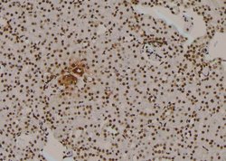 Invitrogen Phospho-Cullin 4A (Ser40) Polyclonal Antibody 100 &mu;L; Unconjugated:Antibodies,