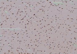 Invitrogen Phospho-Cullin 4A (Ser40) Polyclonal Antibody 100 &mu;L; Unconjugated:Antibodies,