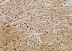 Invitrogen Phospho-KISS1R (Ser368) Polyclonal Antibody 100 &mu;L | Buy Online | Invitrogen&trade; | Fisher Scientific