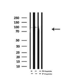 Invitrogen Phospho-HCN1 (Ser846) Polyclonal Antibody 100 &mu;L | Buy Online | Invitrogen&trade; | Fisher Scientific