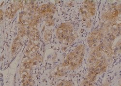 Invitrogen Phospho-MCT1 (Ser213) Polyclonal Antibody 100 &mu;L | Buy Online | Invitrogen&trade; | Fisher Scientific