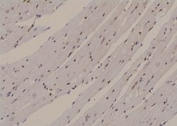 Invitrogen Phospho-HNF1A (Ser247) Polyclonal Antibody 100 &mu;L; Unconjugated:Antibodies,