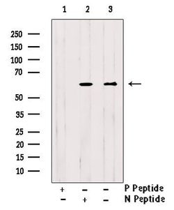 Invitrogen Phospho-HNF1A (Ser247) Polyclonal Antibody 100 &mu;L; Unconjugated:Antibodies,