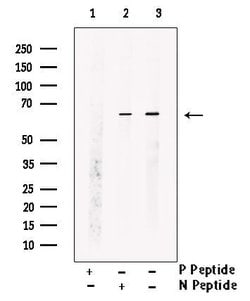 Invitrogen Phospho-TRAF7 (Ser61) Polyclonal Antibody 100 &mu;L | Buy Online | Invitrogen&trade; | Fisher Scientific
