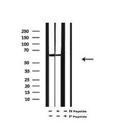 Invitrogen Phospho-TRAF7 (Ser61) Polyclonal Antibody 100 &mu;L | Buy Online | Invitrogen&trade; | Fisher Scientific