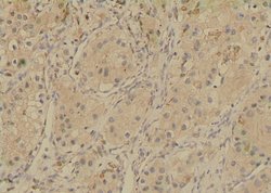 Invitrogen Phospho-SGLT1 (Ser335) Polyclonal Antibody 100 μL; Unconjugated:Antibodies,