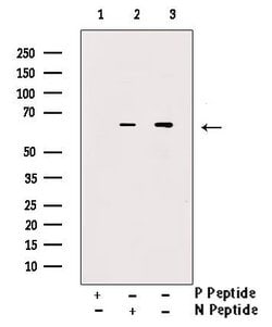 Invitrogen Phospho-SGLT1 (Ser335) Polyclonal Antibody 100 μL; Unconjugated:Antibodies,