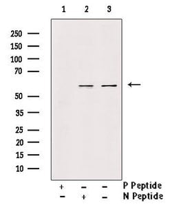 Invitrogen Phospho-VGAT (Ser462) Polyclonal Antibody 100 μL; Unconjugated:Antibodies,