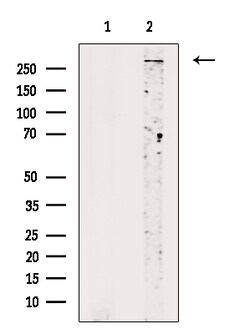 Invitrogen Phospho-SETD2 (Ser532) Polyclonal Antibody 100 &mu;L; Unconjugated:Antibodies,