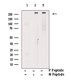 Invitrogen Phospho-SETD2 (Ser532) Polyclonal Antibody 100 &mu;L; Unconjugated:Antibodies,