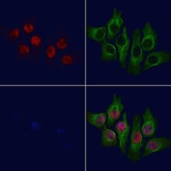 Invitrogen Phospho-SETD8 (Ser100) Polyclonal Antibody 100 &mu;L; Unconjugated:Antibodies,