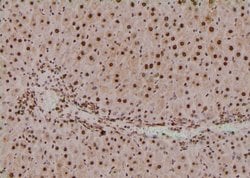 Invitrogen Phospho-SETD8 (Ser100) Polyclonal Antibody 100 &mu;L; Unconjugated:Antibodies,