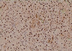 Invitrogen Phospho-SETD8 (Ser100) Polyclonal Antibody 100 &mu;L; Unconjugated:Antibodies,