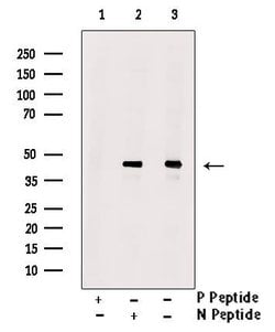 Invitrogen Phospho-SETD8 (Ser100) Polyclonal Antibody 100 &mu;L; Unconjugated:Antibodies,