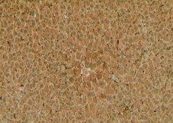 Invitrogen Phospho-FABP1 (Ser11) Polyclonal Antibody 100 μL; Unconjugated:Antibodies,
