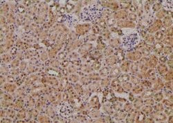 Phospho-NEK2 (Ser171) Polyclonal Antibody:Antibodies, Polyclonal