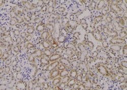 Invitrogen Phospho-ADAM9 (Thr761) Polyclonal Antibody 100 &mu;L; Unconjugated:Antibodies,