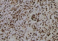 Invitrogen Phospho-Cdc5L (Tyr232) Polyclonal Antibody 100 &mu;L; Unconjugated:Antibodies,