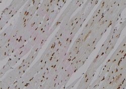 Invitrogen Phospho-Cdc5L (Tyr232) Polyclonal Antibody 100 &mu;L; Unconjugated:Antibodies,