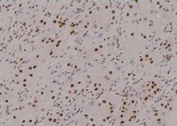 Invitrogen Phospho-FKBP4 (Tyr220) Polyclonal Antibody 100 &mu;L | Buy Online | Invitrogen&trade; | Fisher Scientific