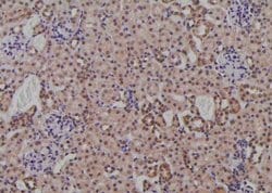 Phospho-FMRP (Ser500) Polyclonal Antibody:Antibodies, Polyclonal
