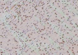 Invitrogen Phospho-TAB1 (Tyr481) Polyclonal Antibody 100 &mu;L; Unconjugated:Antibodies,