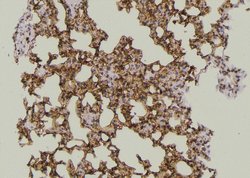 Invitrogen Phospho-TAB1 (Tyr481) Polyclonal Antibody 100 &mu;L; Unconjugated:Antibodies,
