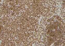 Invitrogen Phospho-TAB1 (Tyr481) Polyclonal Antibody 100 &mu;L; Unconjugated:Antibodies,
