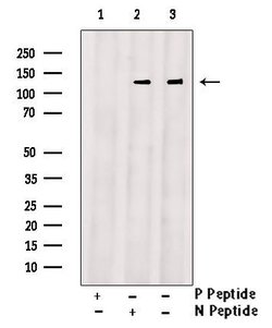 Invitrogen Phospho-GLI2 (Ser234) Polyclonal Antibody 100 &mu;L; Unconjugated:Antibodies,