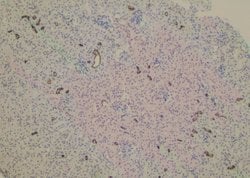 Invitrogen Phospho-USP22 (Thr147) Polyclonal Antibody 100 &mu;L; Unconjugated:Antibodies,