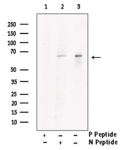 Invitrogen Phospho-USP22 (Thr147) Polyclonal Antibody 100 &mu;L; Unconjugated:Antibodies,