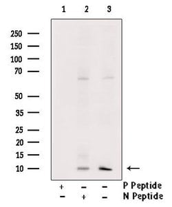 Invitrogen Phospho-Thioredoxin 1 (Thr100) Polyclonal Antibody 100 &mu;L | Buy Online | Invitrogen&trade; | Fisher Scientific